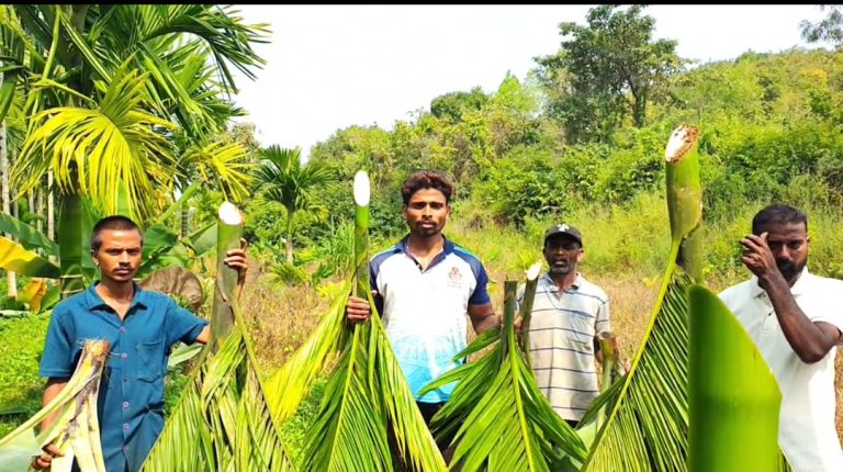 ವೈಯಕ್ತಿಕ ದ್ವೇಷಕ್ಕೆ 150ಕ್ಕೂ ಹೆಚ್ಚು ಅಡಿಕೆ ಗಿಡಗಳು ಬಲಿ!